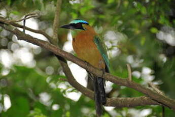 Motmot de Lesson