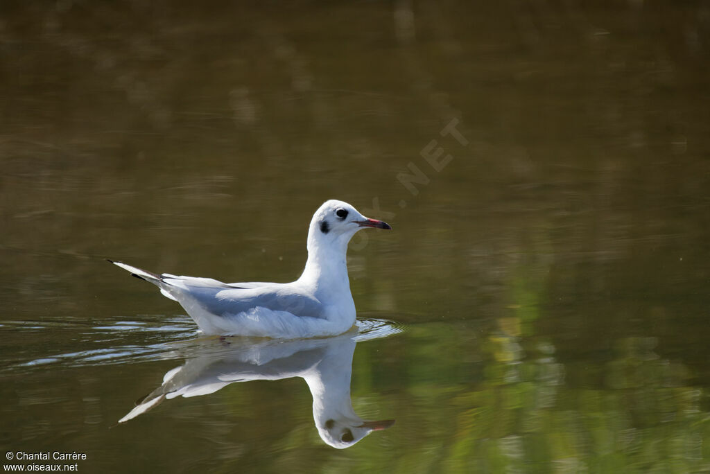 Black-headed Gull