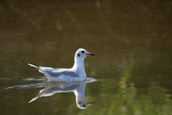 Mouette rieuse