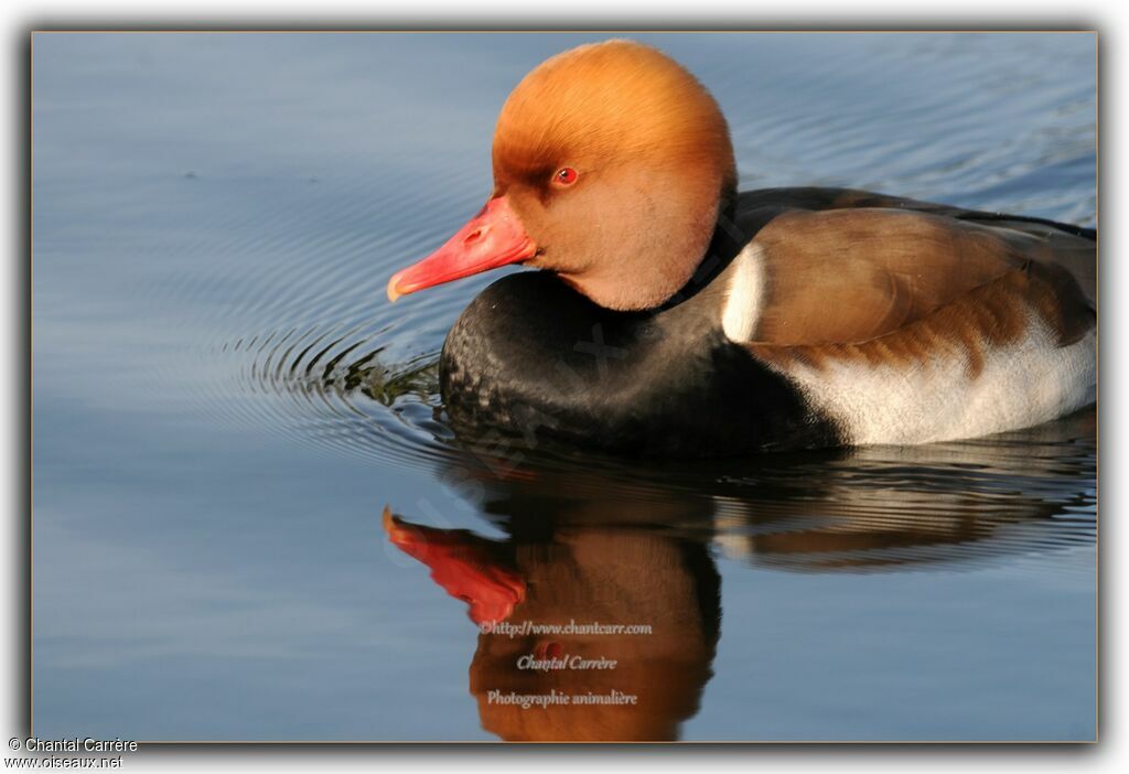 Red-crested Pochard