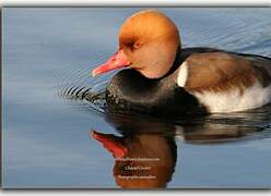 Red-crested Pochard