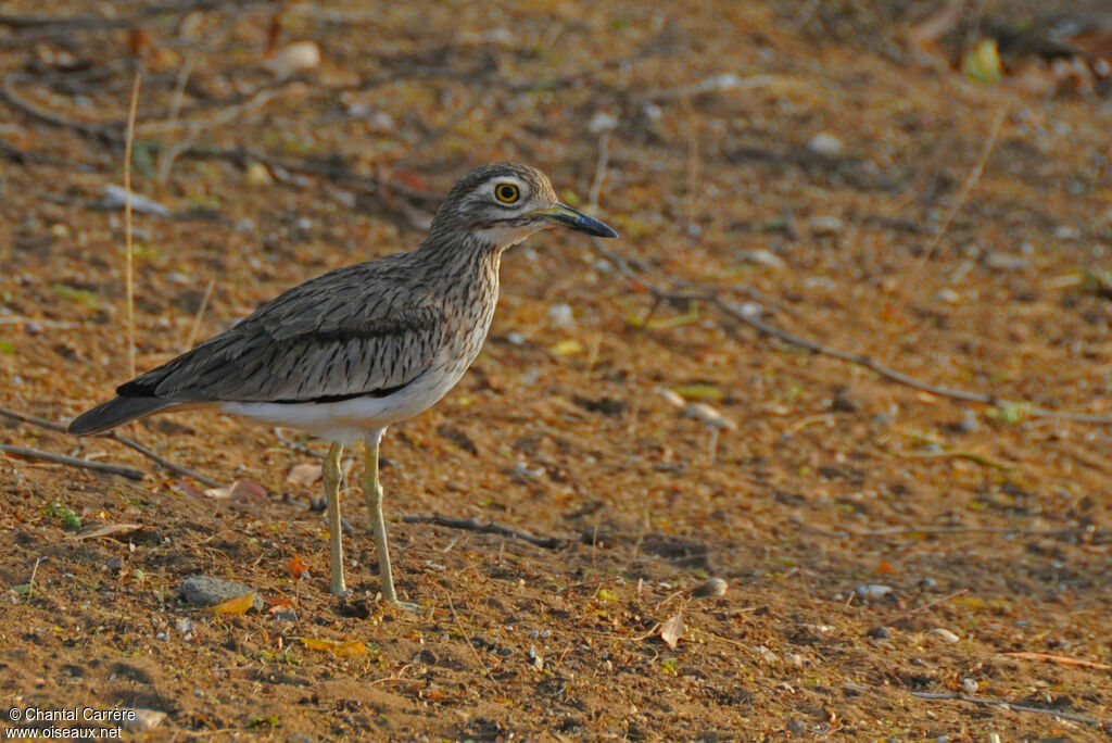 Senegal Thick-knee