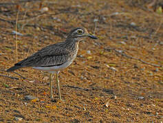 Senegal Thick-knee