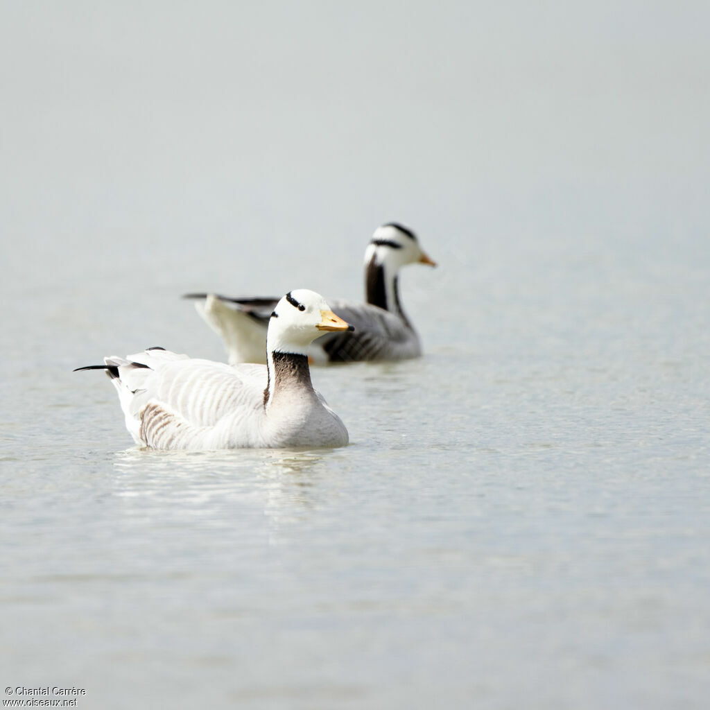 Bar-headed Goose