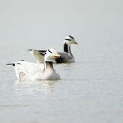 Bar-headed Goose