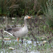 Greylag Goose