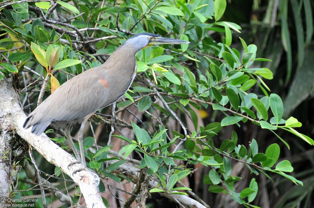 Bare-throated Tiger Heron