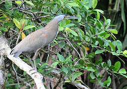 Bare-throated Tiger Heron