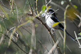 Long-tailed Tit