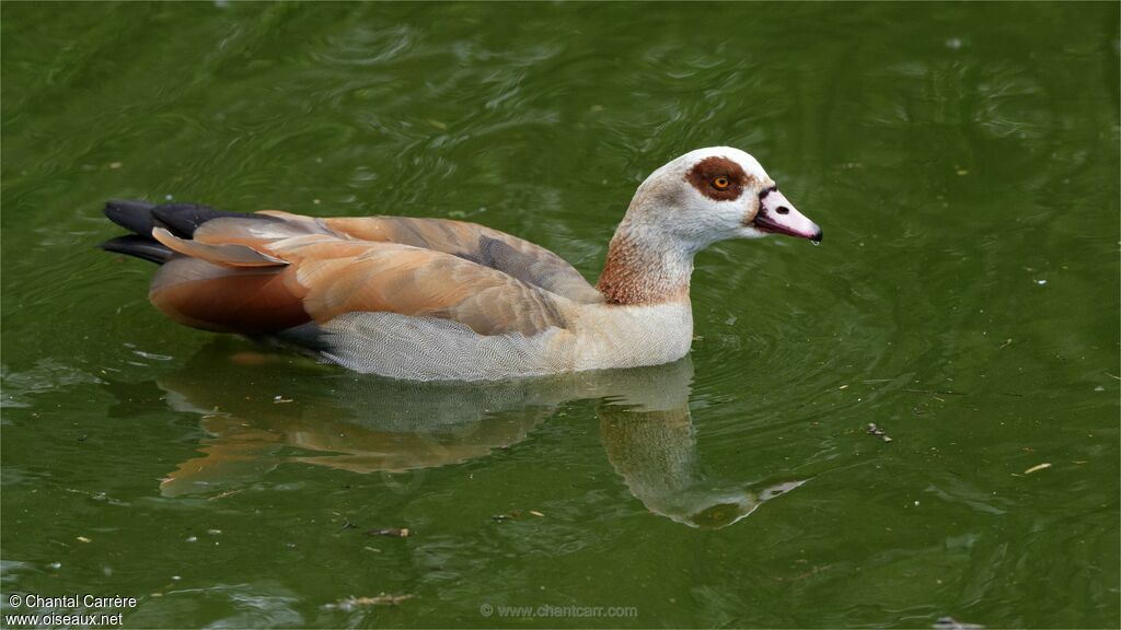 Egyptian Goose