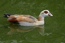 Egyptian Goose