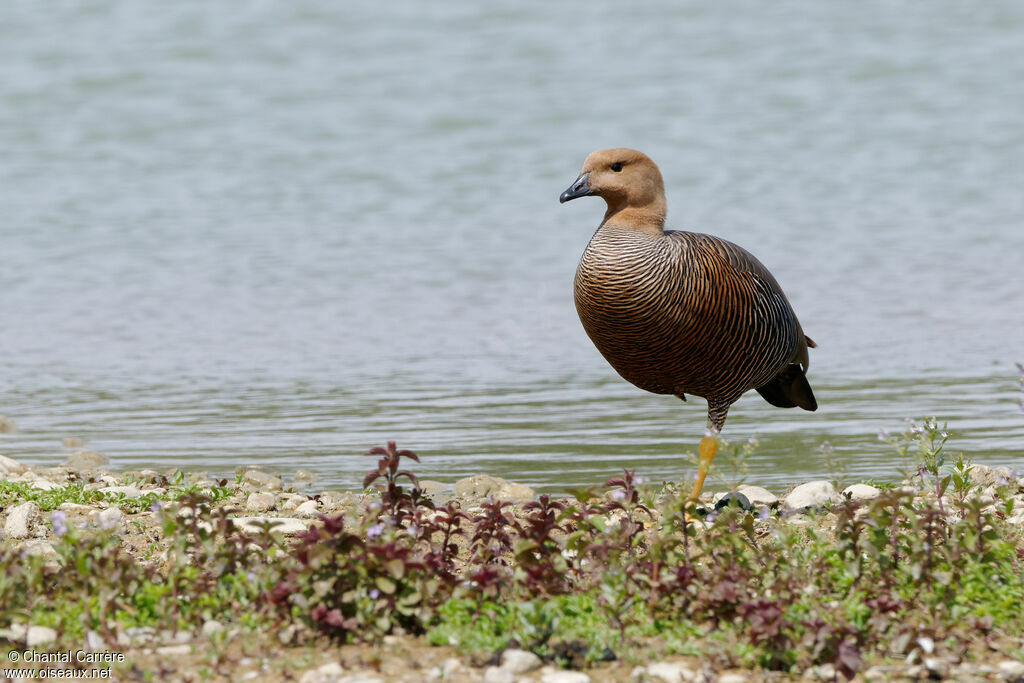 Upland Goose