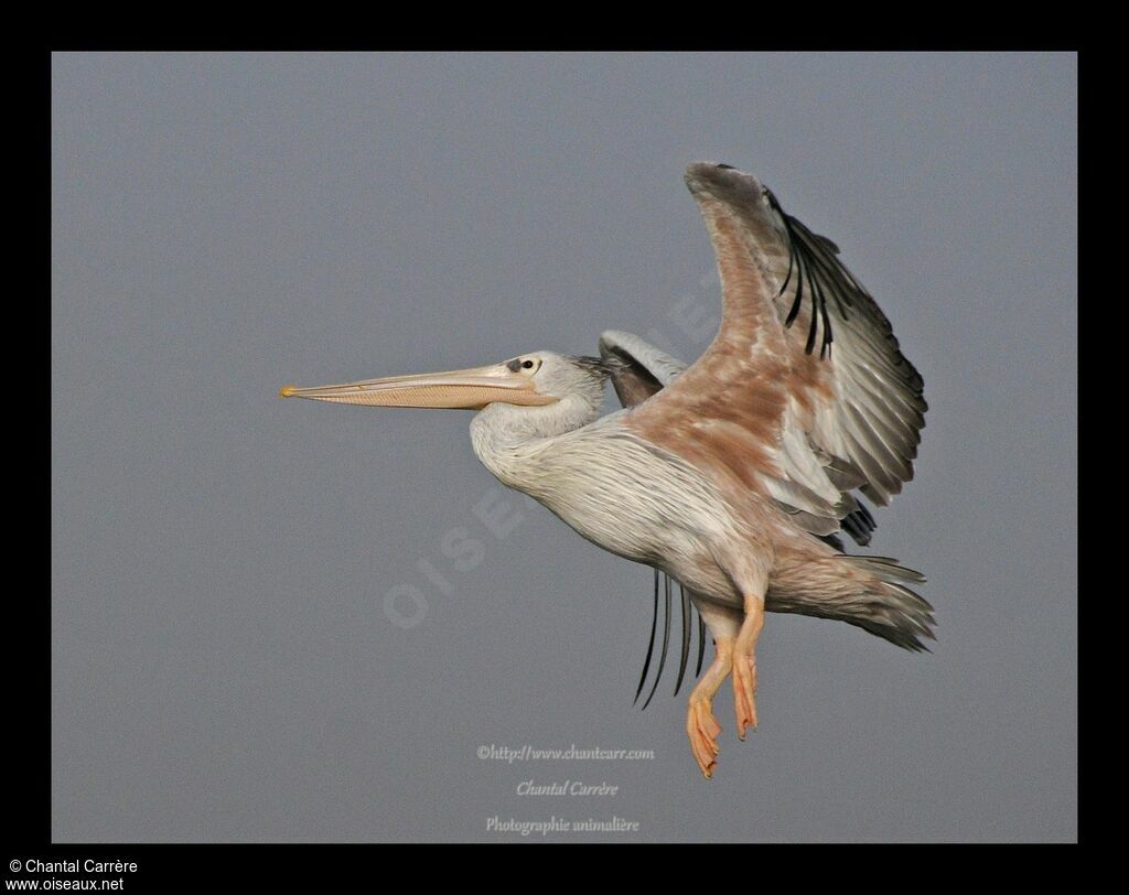 Great White Pelican