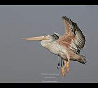 Great White Pelican