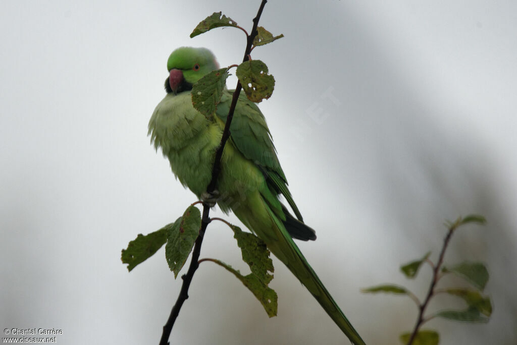 Rose-ringed Parakeet