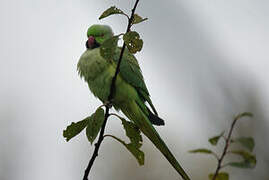 Rose-ringed Parakeet