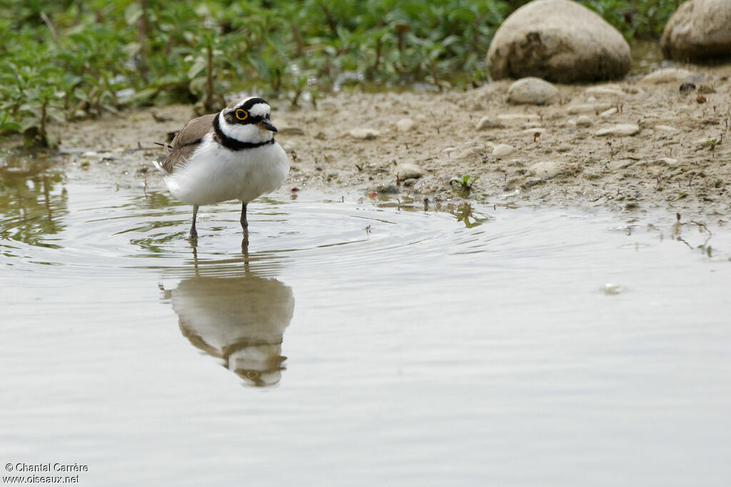 Little Ringed Plover