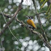 Greater Flameback