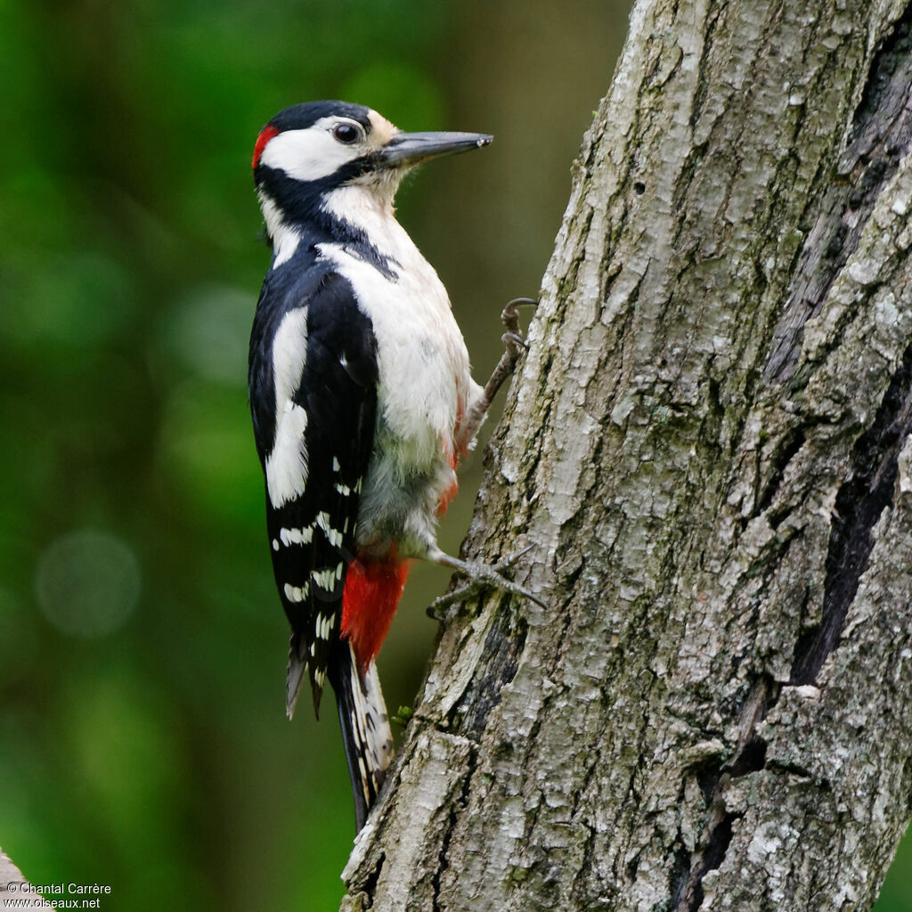 Great Spotted Woodpecker male