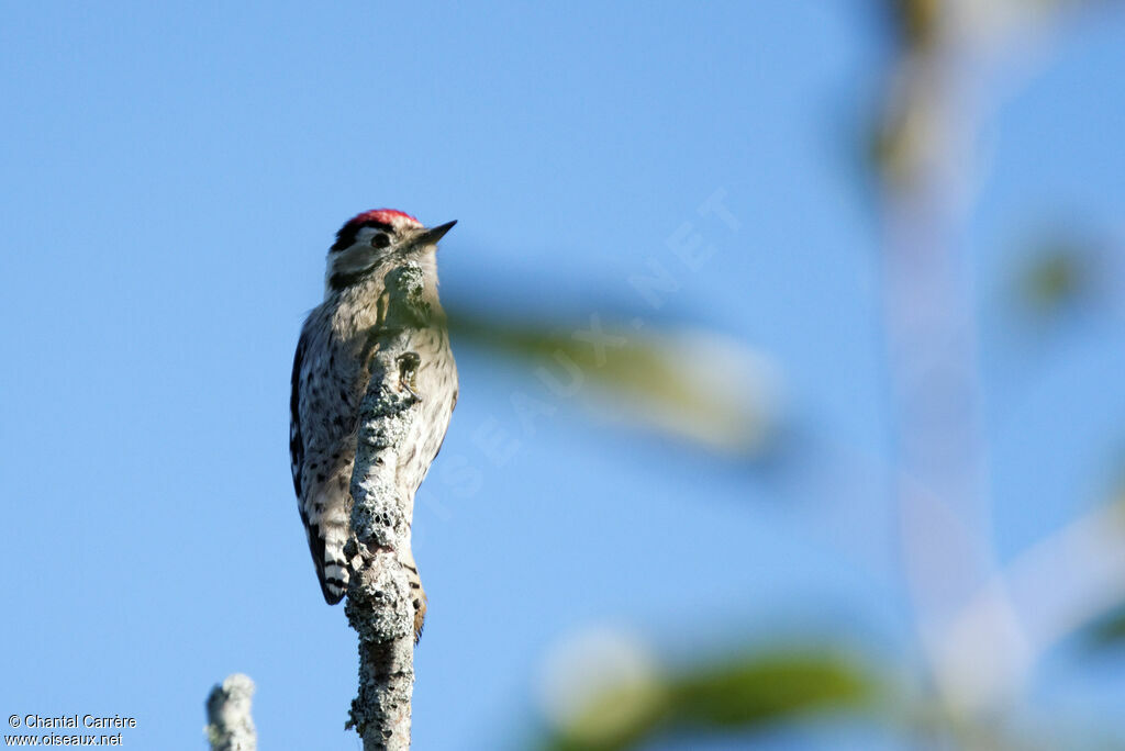 Lesser Spotted Woodpecker