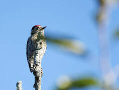 Lesser Spotted Woodpecker