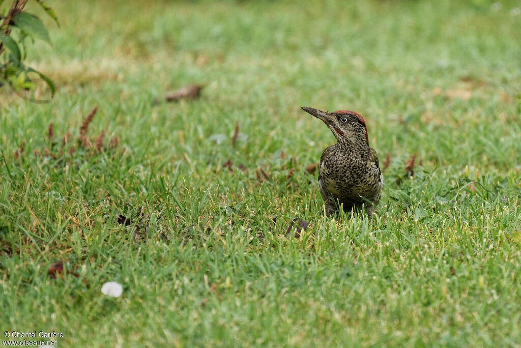 European Green Woodpecker