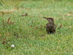 European Green Woodpecker