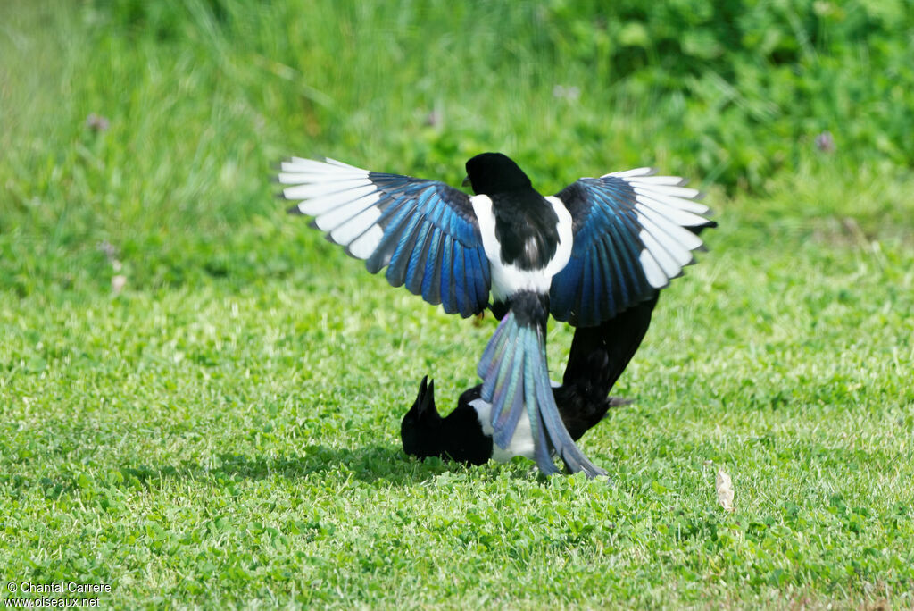 Eurasian Magpie