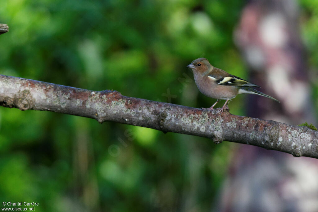 Eurasian Chaffinch