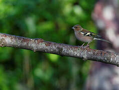 Eurasian Chaffinch