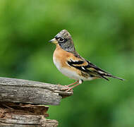 Brambling