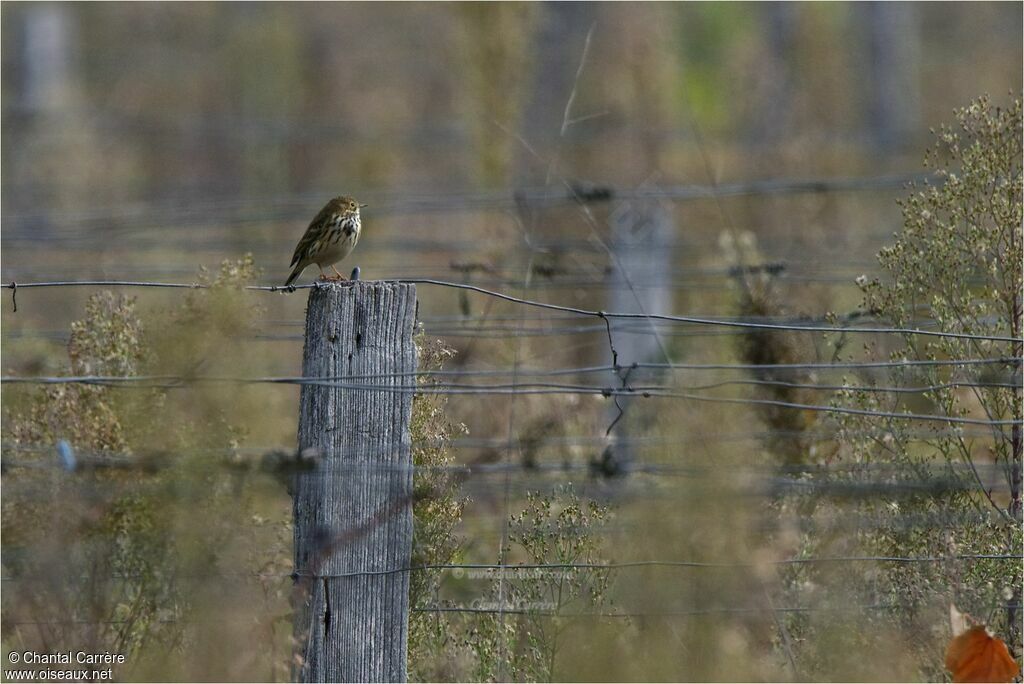 Meadow Pipit