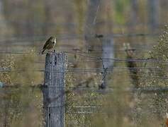 Pipit farlouse