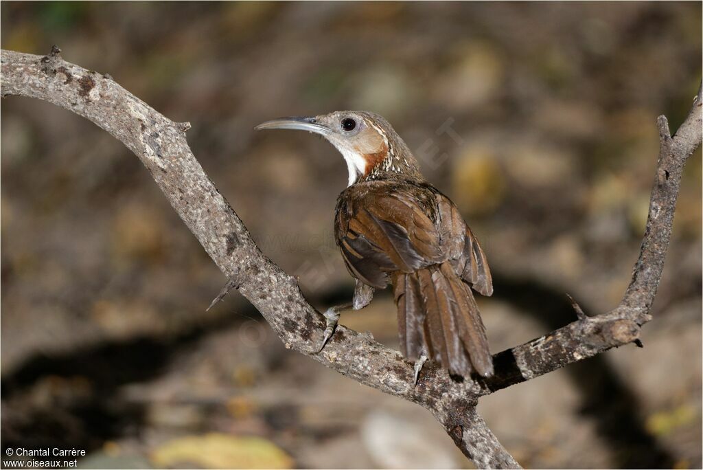 Large Scimitar Babbler