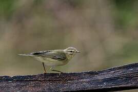 Common Chiffchaff