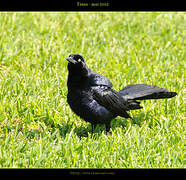 Quiscale à longue queue