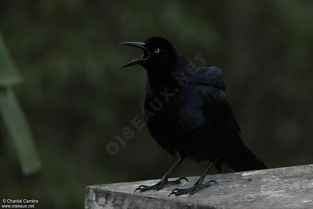 Quiscale du Nicaragua chca227617