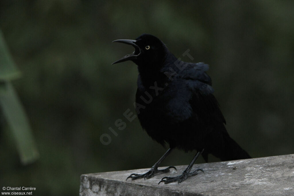 Nicaraguan Grackle