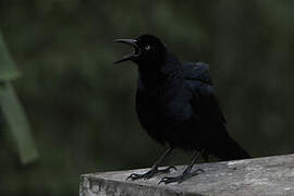 Nicaraguan Grackle