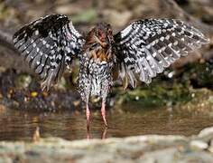 Red-legged Crake