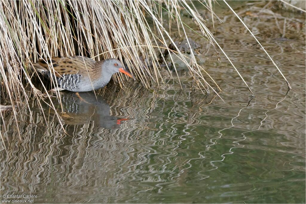 Water Rail