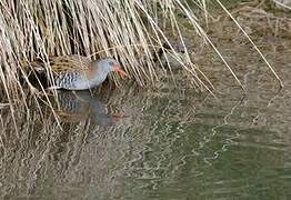 Water Rail