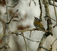 Common Firecrest