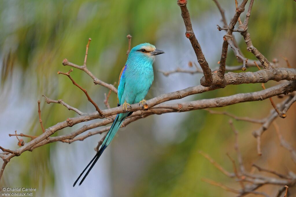 Abyssinian Roller