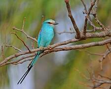 Abyssinian Roller