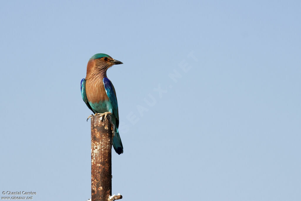 Indian Roller