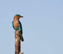 Indian Roller