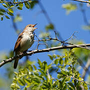 Common Nightingale