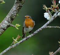 European Robin