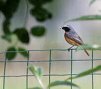 Common Redstart